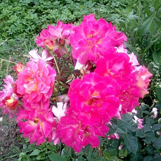 flower, freshness, petal, pink color, fragility, growth, high angle view, beauty in nature, plant, flower head, blooming, nature, leaf, in bloom, outdoors, day, springtime, pink, no people, park - man made space