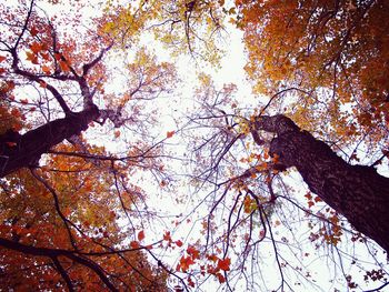 Low angle view of trees against clear sky