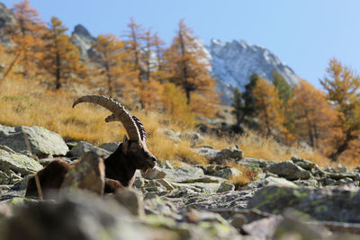 View of lizard on rock