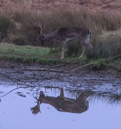 Bird on riverbank