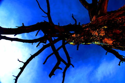 Low angle view of bare trees against blue sky