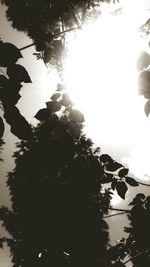 Low angle view of silhouette trees against clear sky