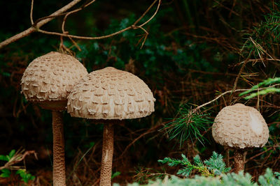 Close-up of mushroom growing on field