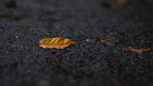 Close-up of dry leaf on street
