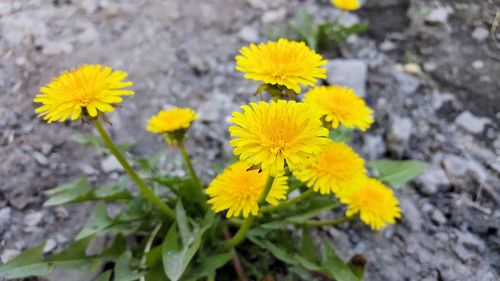 Close-up of yellow flower