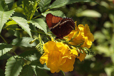 Close-up of butterfly pollinating on yellow flower