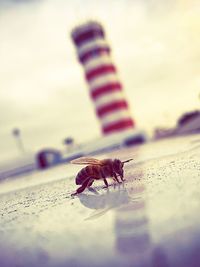 Close-up of insect against sky