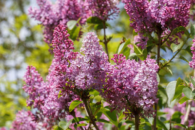 Close-up of pink flowering plants