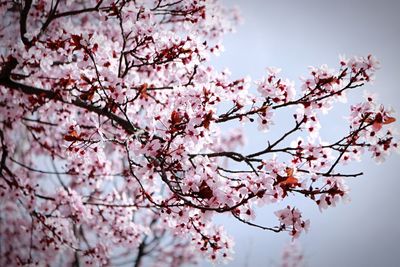 Low angle view of pink flowers on tree