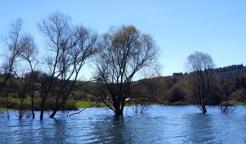 Bare trees by lake against clear sky