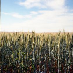 View of wheat field