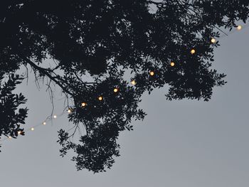 Low angle view of tree against clear sky