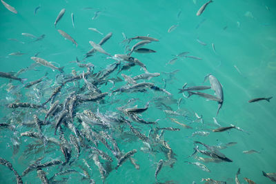 Fish swimming in sea