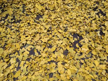 Full frame shot of yellow leaves floating on water