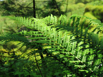 Close-up of fern