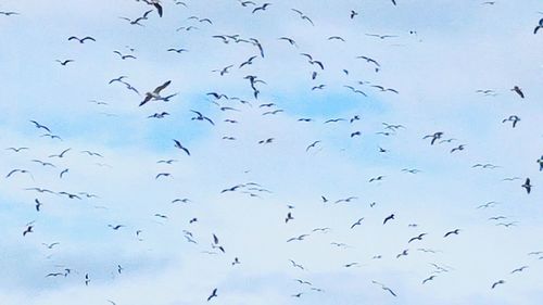 Low angle view of birds flying in sky