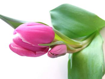 Close-up of flower over white background