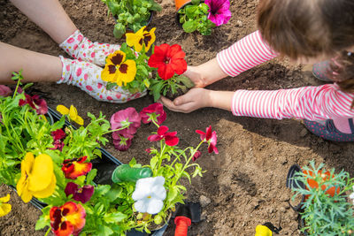 High angle view of girl picking flowers