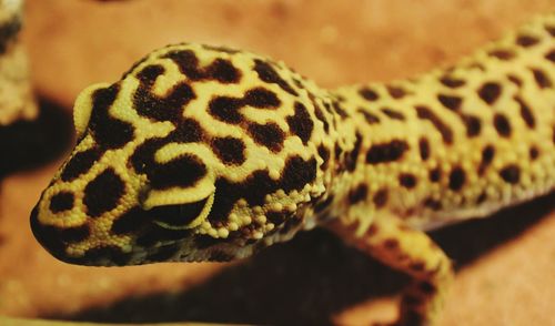High angle view of spotted lizard