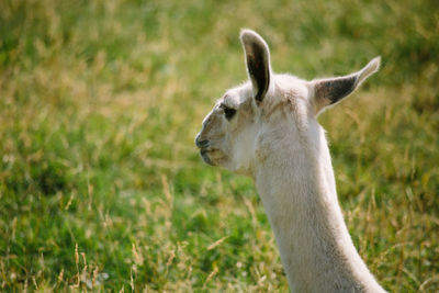 Close-up of sheep on field