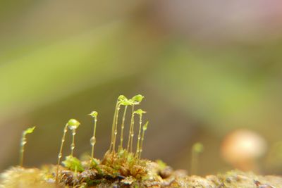 Close-up of plant