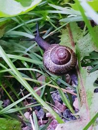 Close-up of snail on a plant