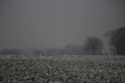 Scenic view of field against clear sky