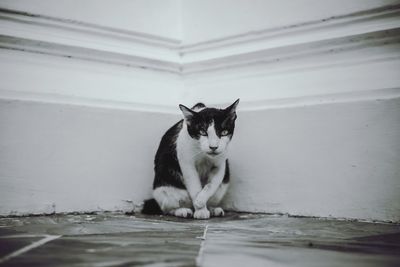 Portrait of cat sitting on floor