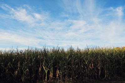 Crops growing on field against sky