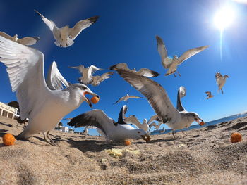 Flock of birds on beach,seagulls eat on the beach