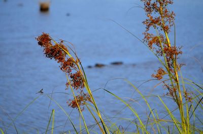 Close-up of plant against white background