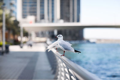 Seagulls sit on the parapet against the backdrop of the city landscape. 