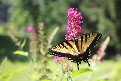 Close-up of butterfly pollinating on pink flower
