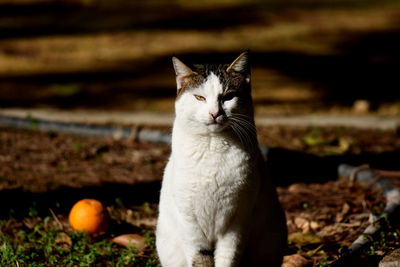 Cat sitting on field