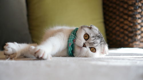 Close-up of a cat resting