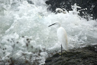 White heron perching in water