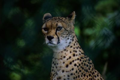 Close-up of a cheetah looking away