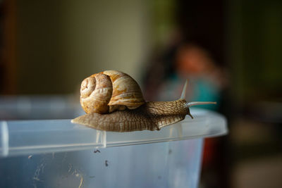 Snail crawls on the edge of a plastic container and looks down