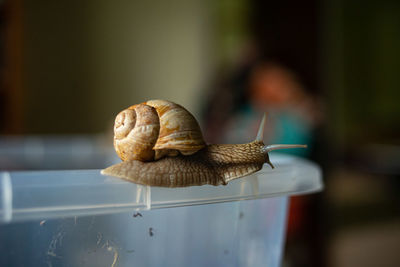 Close-up of snail on table