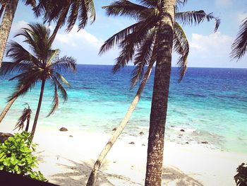 Palm trees on beach