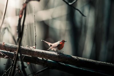 Close-up of bird perching on branch