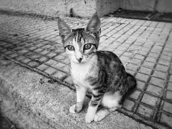 High angle portrait of cat sitting on street