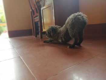 Dog and cat on floor at home