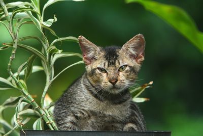 Portrait of a cat