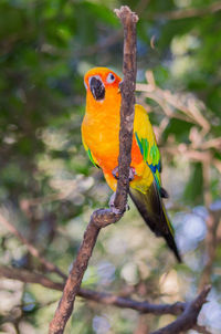 Close-up of parrot perching on branch