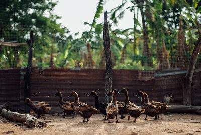 Flock of birds on field