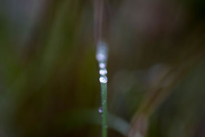 Close-up of water drops on plant