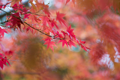 Close-up of maple leaves on tree