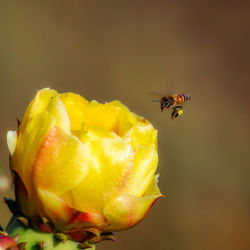 Close-up of bee flying over yellow flower