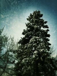 Low angle view of trees against sky